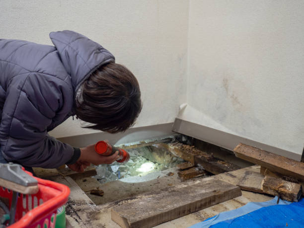 Forensic Mold Investigation in Badger, AK